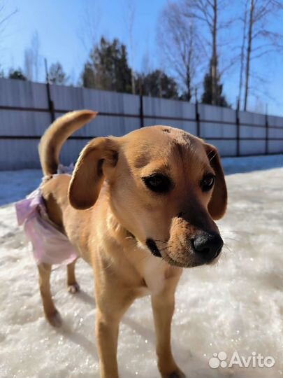 Щенки метисы