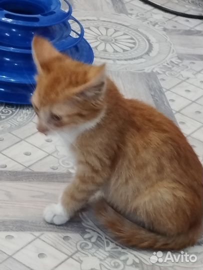 Котёнок-мальчик в добрые руки