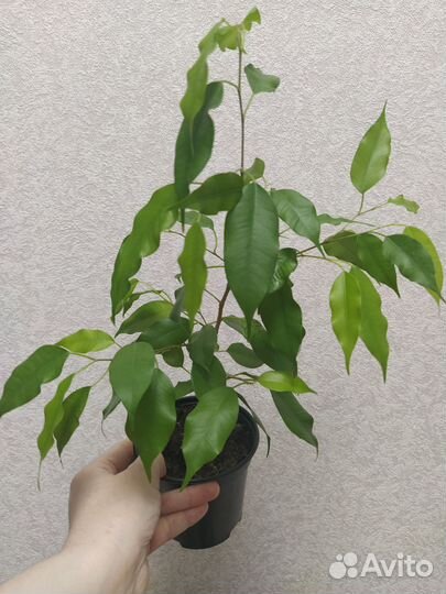 Растения комнатные