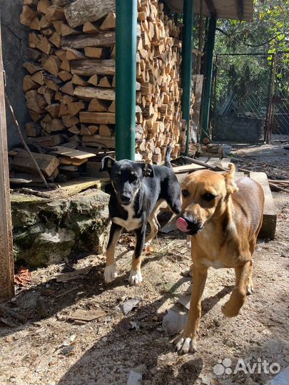 Собака в добрые руки