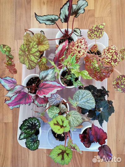 Базелла (малабарский шпинат), бегонии и др