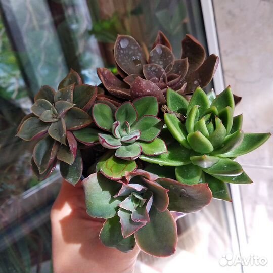 Суккуленты садик/флорариум