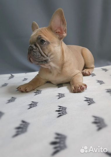 Французский бульдог, щенки
