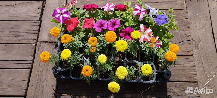 Петуния крупноцветковая