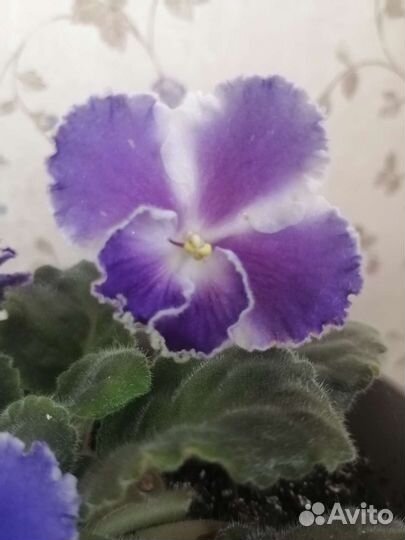 Фиалка в горшке