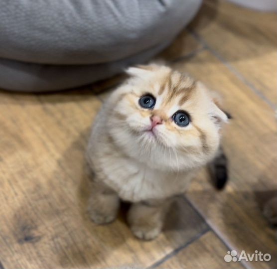 Шотландские котята