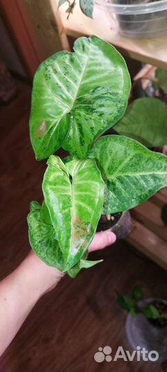 Сингониумы сортовые