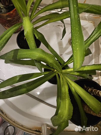 Комнатные цветы юкка