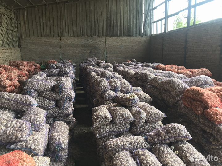 Семенной Чеснок, Любаша