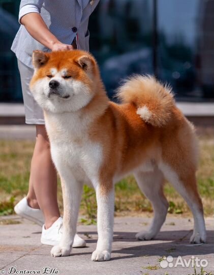Продается девочка Акита-ину