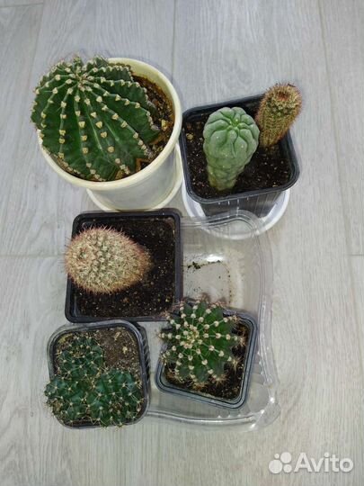 Хойя, пеларгония, валлота, кактусы и суккуленты