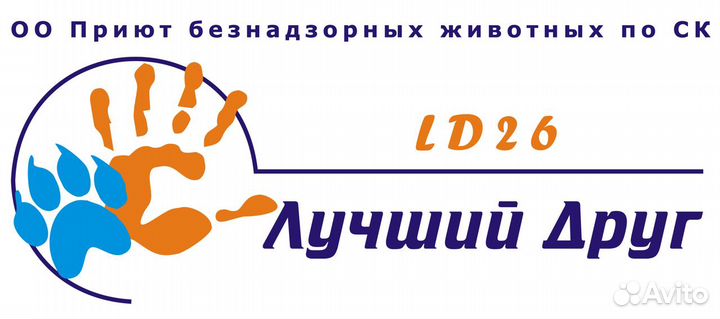 Ветеринарный врач в приюте для животных