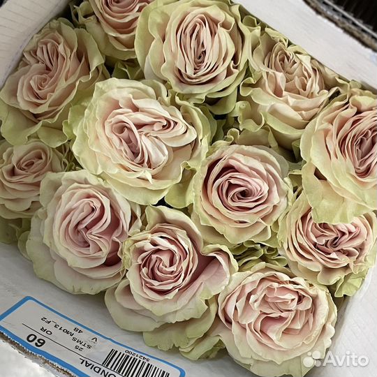 Розы эквадор оптом