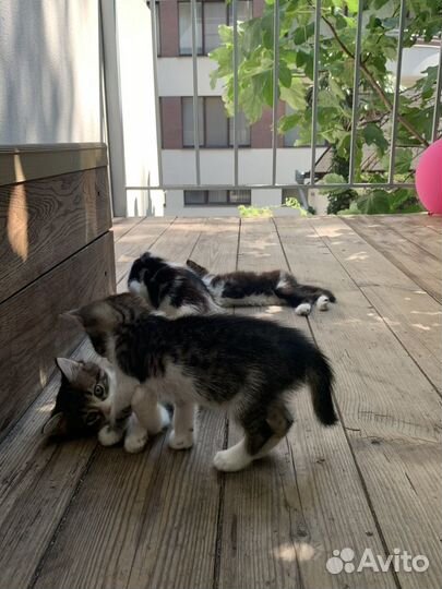 Котята в добрые руки даром