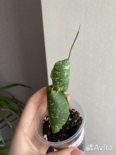 Хойя укоренённые черенки