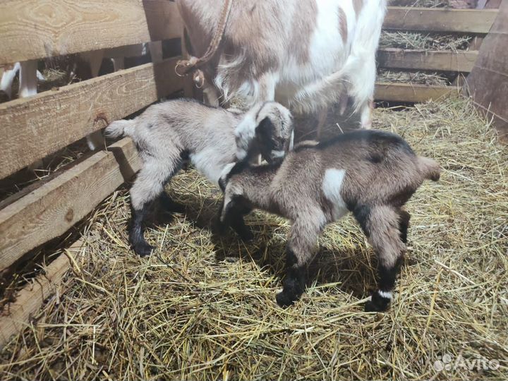 Козлята альпо-нубийские