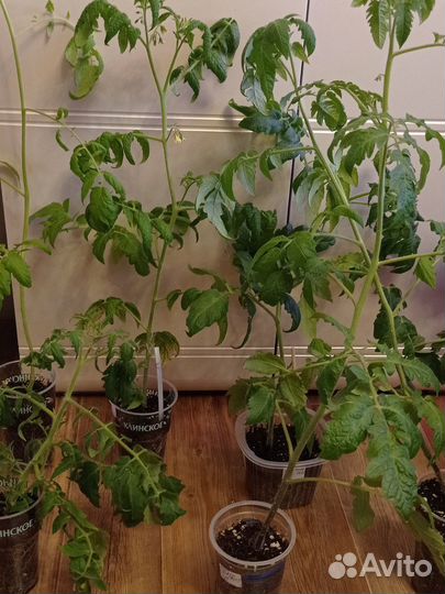 Рассада томатов