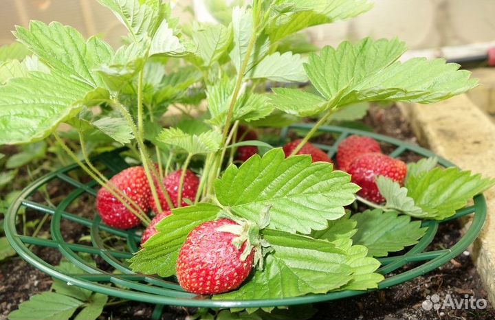 Опора клубничная 