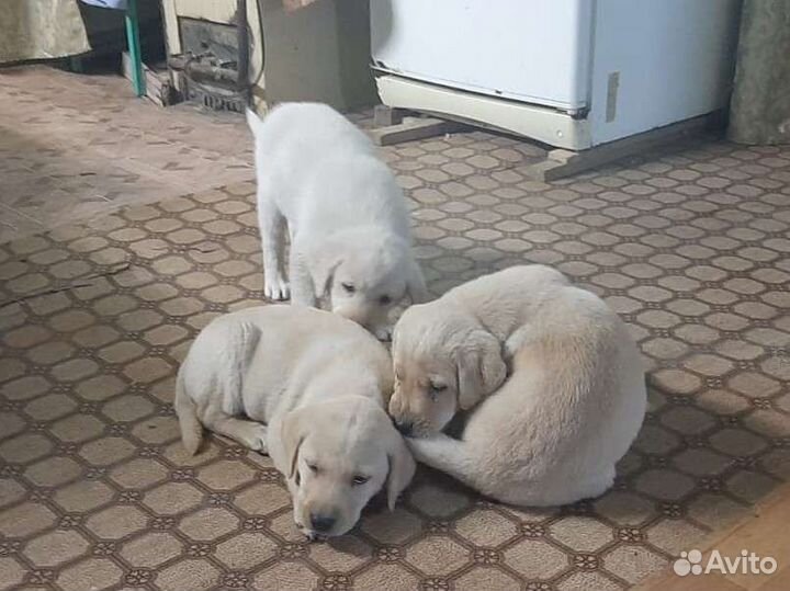 Щенки лабрадора