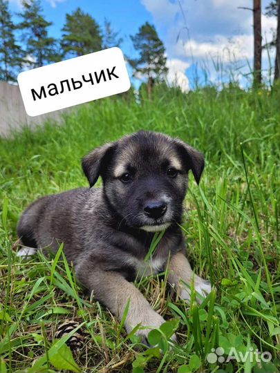 Щенки ищут себе Семью бесплатно