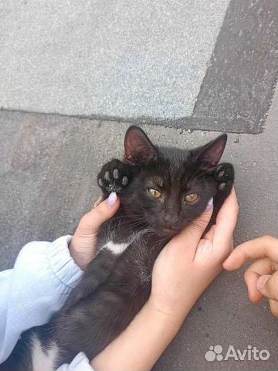 Котëнок, бесплатно, в добрые руки