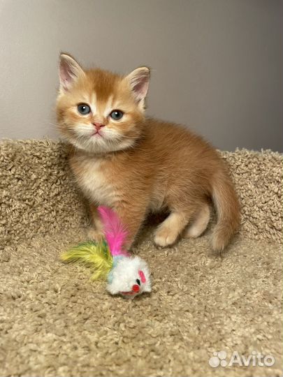 Британские котята (разные)