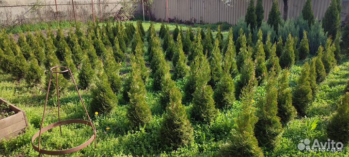 Туя Смарагд