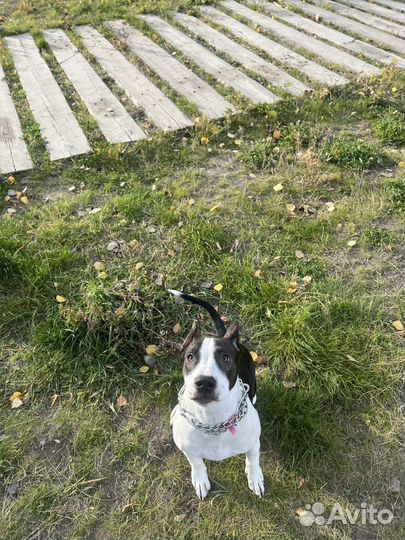 Щенок амстафф