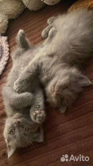 Кошки бесплатно