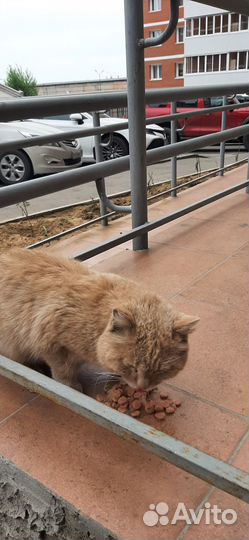 Молодой котик ищет дом