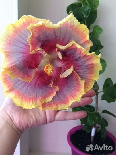 Гибискус сортовой Night Runner