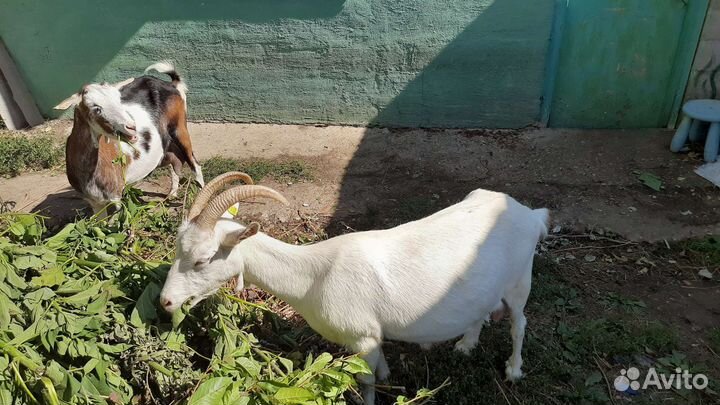 Козы дойные