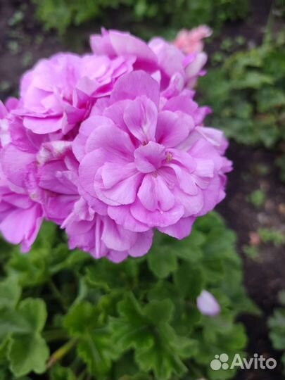 Пеларгония герань сортовая