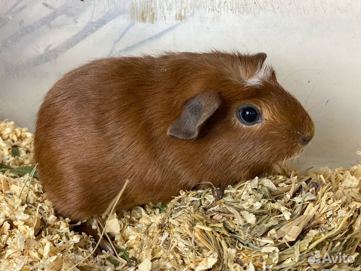 Крестед, 5 месяцев