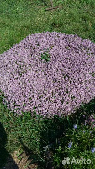 Тимьян (чабрец ), Душица (орегано )