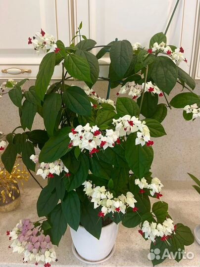 Клеродендрум Томсона