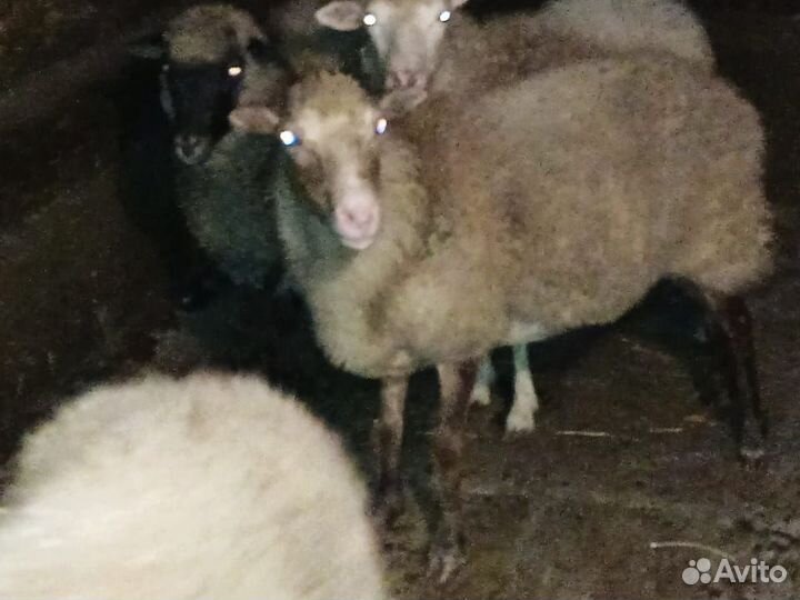 Романовские овцы