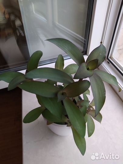 Традесканция паллида 