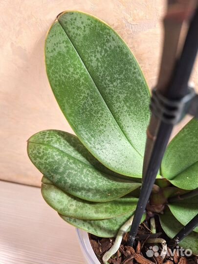 Орхидея фаленопсис мультифлора 2 цв