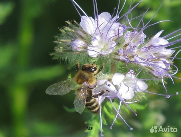 Мёд 2024 года Алтайский оптом
