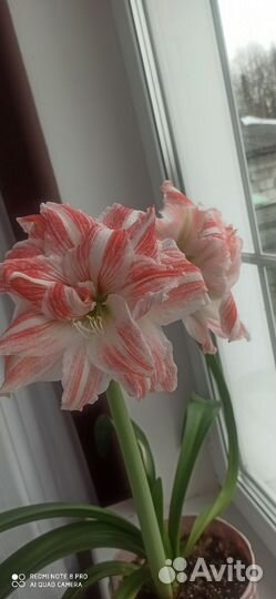 Гиппиаструм (амарилис)