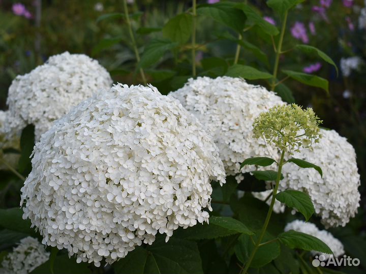 Гортензии древовидная, метельчатая, спирея желтая