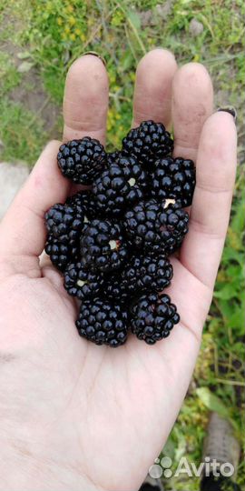 Саженцы ежевики