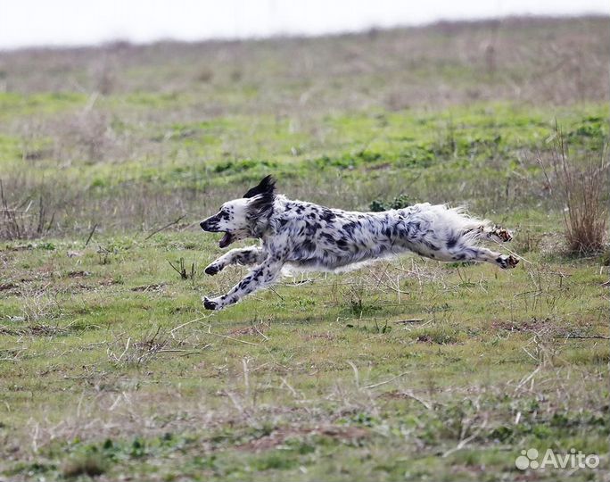 Английский сеттер щенки