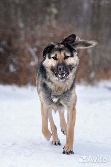 Восточноевропейская овчарка Кир в добрые руки