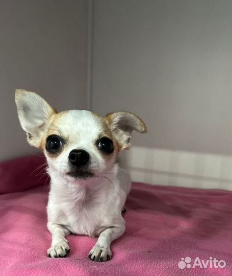 Эндоскопическая стерилизация животных