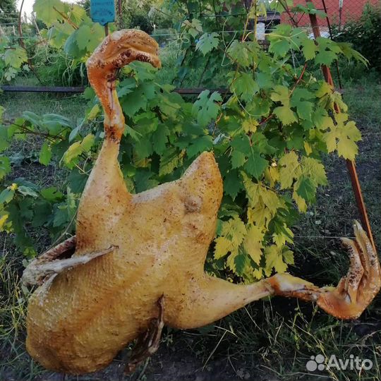 Бройлер мясом, Утка, Индюшка, Петухи