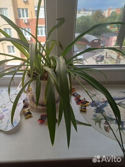 Хлорофитум