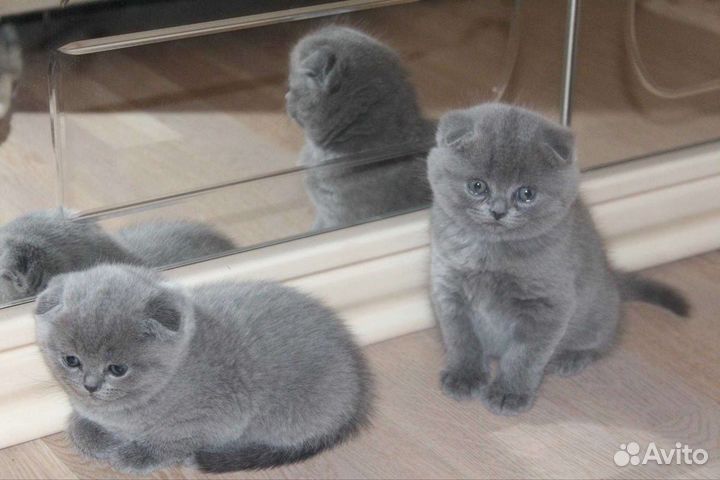 Вислоухие и прямоухие котята с документами