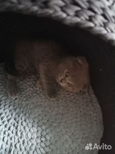 Домик для кошки